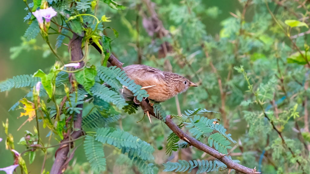 Common Babbler